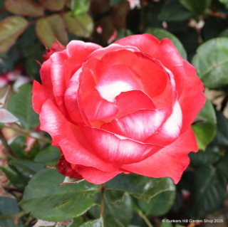 Nostalgia - Hybrid Tea Rose