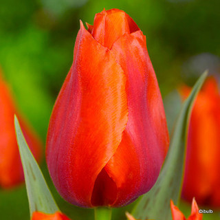 Tulip 'Orange Cassini' BULK - 100 or 250 bulbs