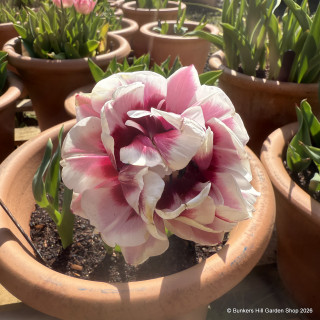 Tulip 'Pistache' (Double Late) - PACK of 10 premium size bulbs