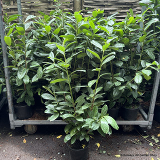 Prunus laur. 'Novita' 175cm
