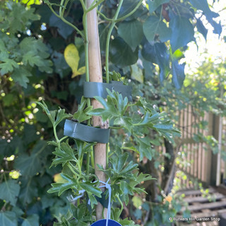 Clematis cart 'avalanche'