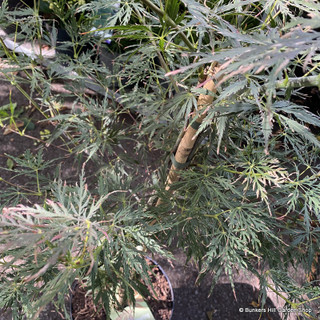 Acer palmatum 'Firecracker' (p26)