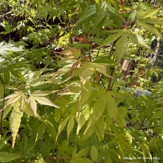 Acer 'Katsura' 20L