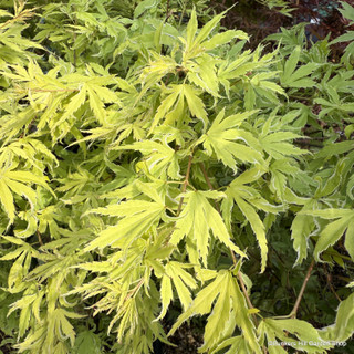 Acer palm. 'Methamorphosa (p26)