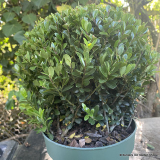 Ilex crenata 'Jenny' 20cm Ball