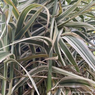 Arundo donax 'Ely'