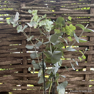 Eucalyptus (7.5L)