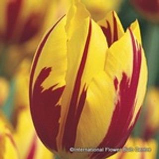 Tulip 'Mickey Mouse' BULK - 100 or 250 bulbs