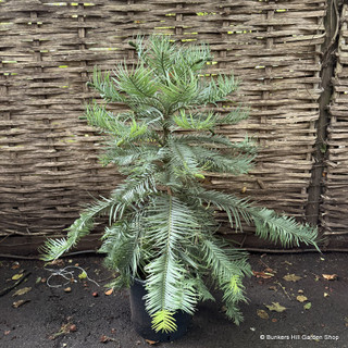 Wollemi pine (3ft) 12L RARE