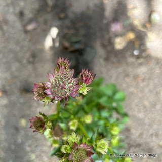 Astrantia 'Pink Pride' 2L