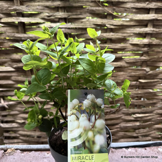 Hypericum 'Miracle Blizz' 2L