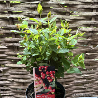 Hypericum 'Miracle Attraction' 2L