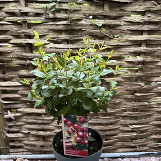 Hypericum 'Miracle Marvel' 2L