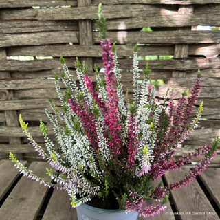 Calluna trio