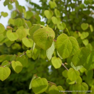 Cercidiphyllum japonicum (bush) 5L