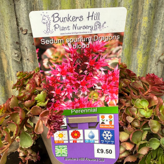 Sedum spurium Dragons blood-3L