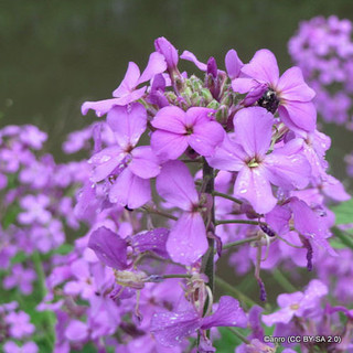 Hesperis matronalis 2L