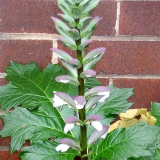 Acanthus mollis (5L)