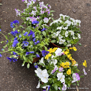 Viola or pansy tub