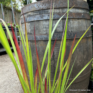 Imperata cyl. 'Red Baron'