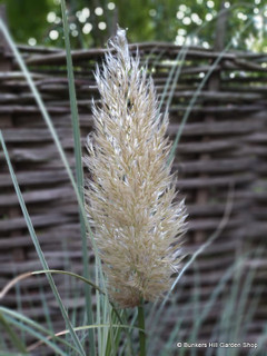 Cortaderia 'Mini Gold' 4L