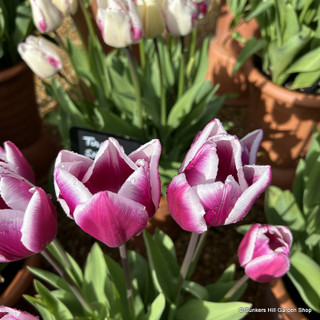 Tulip 'Arabian Mystery' - Bag of 50 bulbs