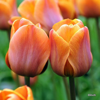 Tulip 'Dordogne' - Bag of 50 bulbs