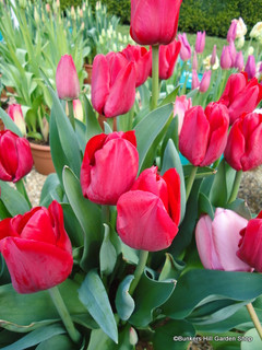 Tulip 'Ile de France' - Bag of 50 bulbs