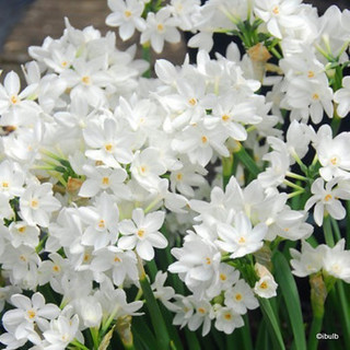 'Paperwhite' Tazetta Narcissi BULK - 100 or 250 Bulbs