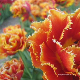 Tulip 'Brisbane' - Bag of 50 bulbs