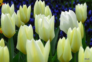 Tulip 'White Emperor' - Bag of 50 bulbs Tulip 'White Emperor' - Bag of 50 bulbs