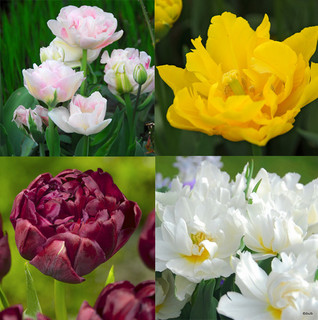 Tulip 'Double Early Mixed' - Bag of 50 bulbs