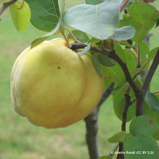 Quince 'Meeches Prolific' 2yr Bush tree (Quince A)