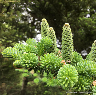 Abies koreana (Korean Fir) 20-30cm bare root