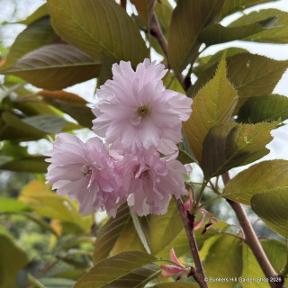 Prunus 'Kanzan' - Ornamental cherry POTTED