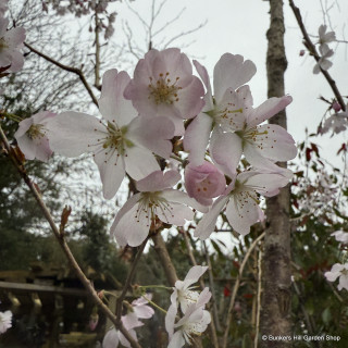 Prunus 'Pandora' (Ornamental Cherry) POTTED