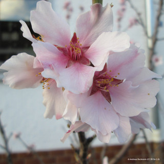 Prunus dulcis (Sweet Almond) POTTED Prunus dulcis (Sweet Almond) POTTED