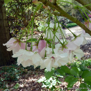 Prunus 'Fragrant Cloud' (flowering cherry) POTTED