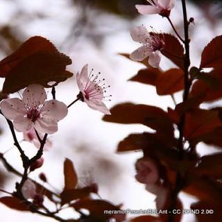 Prunus pissardi Nigra (Purple Leaved Plum) POTTED Prunus pissardi Nigra (Purple Leaved Plum) POTTED