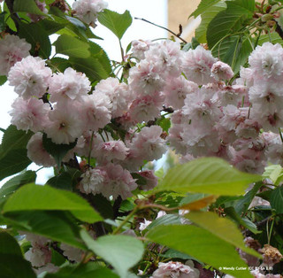 Prunus 'Kiku Shidare-Zakura' (Weeping Cherry)  POTTED Prunus 'Kiku Shidare-Zakura' (Weeping Cherry)  POTTED
