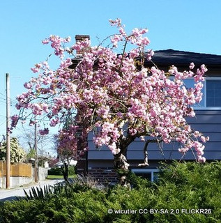 Prunus 'Kiku Shidare-Zakura' (Weeping Cherry)  POTTED