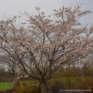 Prunus x yedoensis (Yoshino Cherry) POTTED