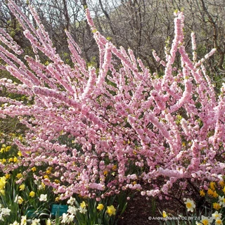 Prunus triloba (Flowering Almond) POTTED