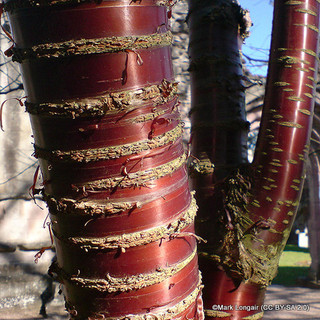 Prunus serrula var. tibetica (Tibetan Cherry)  POTTED