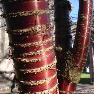 Prunus serrula var. tibetica (Tibetan Cherry)  POTTED