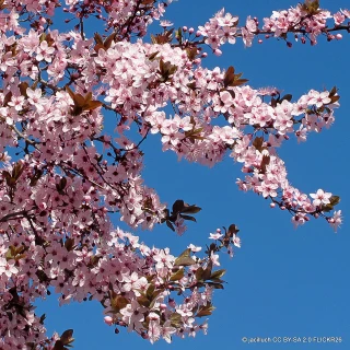 Prunus 'Spring Glow' POTTED