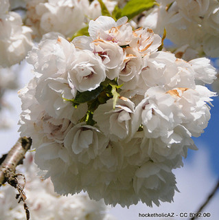 Prunus Shirotae BAREROOT Prunus Shirotae BAREROOT