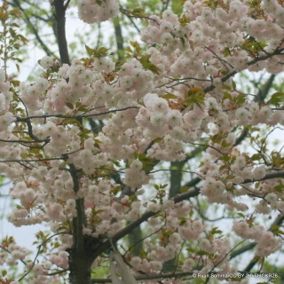 Prunus 'Shirofugen' (Flowering Cherry) POTTED