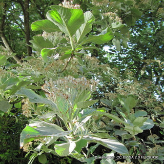 Sorbus aria 'Lutescens' (Whitebeam) POTTED