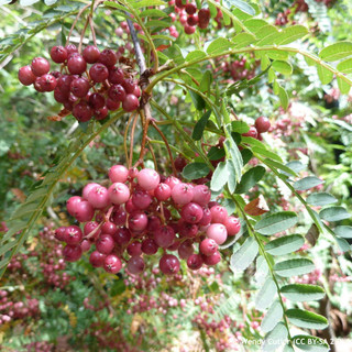 Sorbus vilmorinii (Vilmorin's Rowan) POTTED Sorbus vilmorinii (Vilmorin's Rowan) POTTED